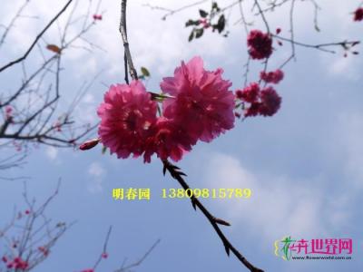 台湾山樱花