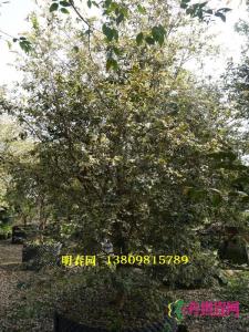 花叶嘉宝果